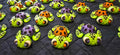 Sea Turtles